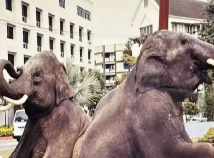 තායිලන්තයෙන් ලැබුණු තවත් ඇතුන් දෙදෙනෙක් ශ්‍රී ලංකාවට අහිමි වෙයි ද?