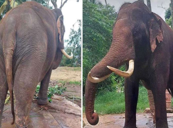 තායිලන්ත මාධ්‍ය වාර්තාවලින් බලධාරීන් කලබලවේ ! - තායි ඇතුන් දෙදෙනා ගැන විමර්ශනයට පශු වෛද්‍ය කමිටුවක්