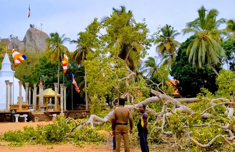 මිහින්තලේ බෝධියක් කඩා වැටෙයි- එක් අයෙක් ජීවිතක්ෂයට