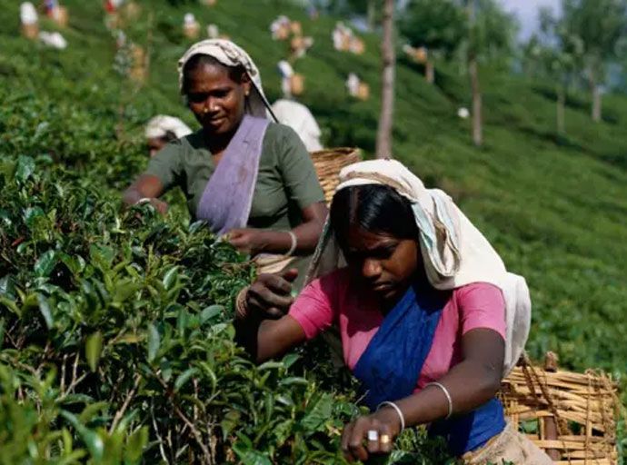 ලැයිම් කාමරවල සිටින ජනතාව කුඩා තේ වතු හිමියන් ලෙස බල ගන්වන්න - සජිත් ප්‍රේමදාස