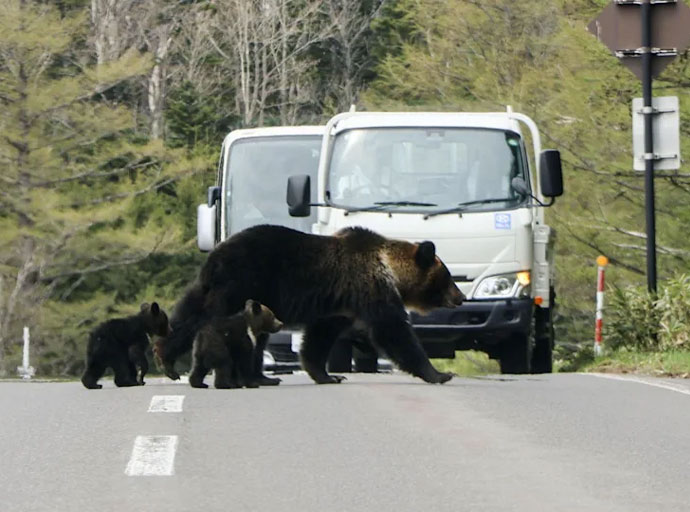 'වලසුන්ගෙන් ප්රවේසම් වන්න' - ජපන් යන බ්රිතාන්යයන්ට උපදෙස්