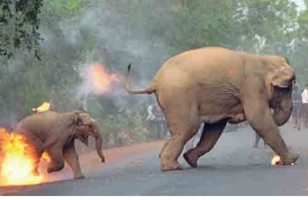 හම්බන්තොට-අනුරාධපුර අලි එළවීමේ මෙහෙයුමට රජයේ අනුමැතියක් නෑ ලු !