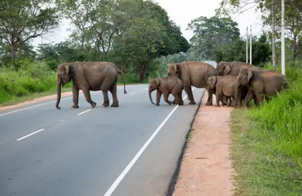 අලි ඇතුන් කෑලේට පන්නන මෙහෙයුමට එරෙහි පෙත්සම විසි කරයි