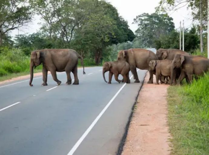 අලි ඇතුන් කෑලේට පන්නන මෙහෙයුමට එරෙහි පෙත්සම විසි කරයි