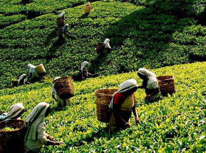 වතු ප්‍රජාව ගේ වැටුප් වැඩි කිරීම වෙනුවෙන් මේ ආකාරයට මුදල් වෙන් කිරීමේ ගැටලුවක් නෑ - සජිත් ප්‍රේමදාස