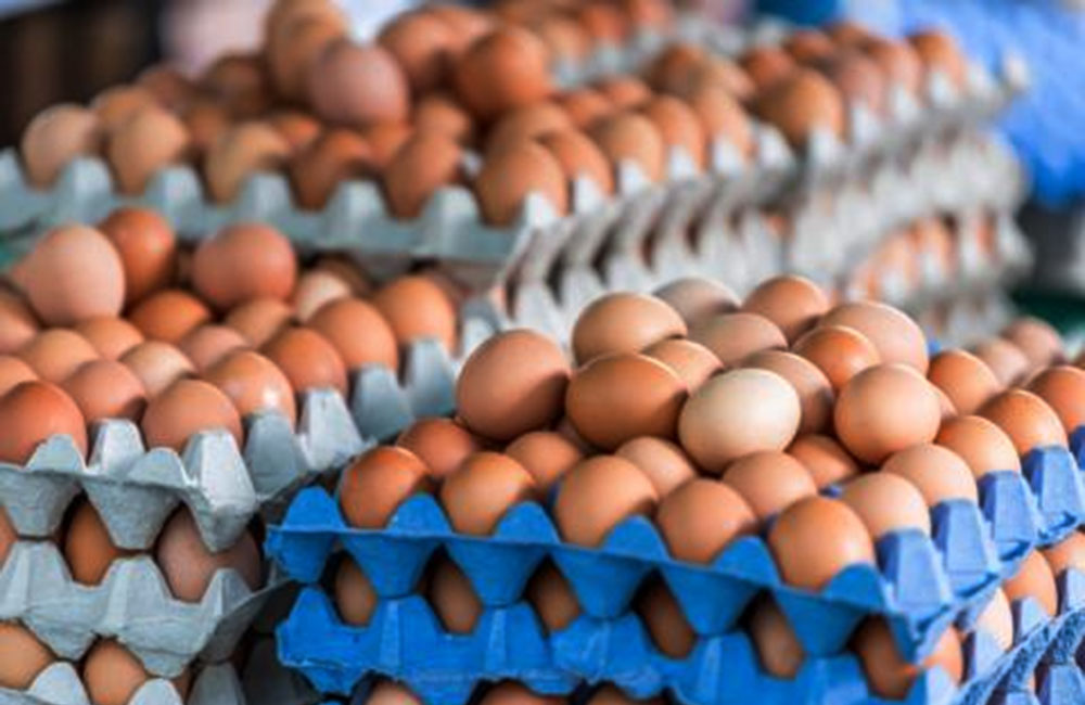 බිත්තර හිගයක් අත ළඟයි