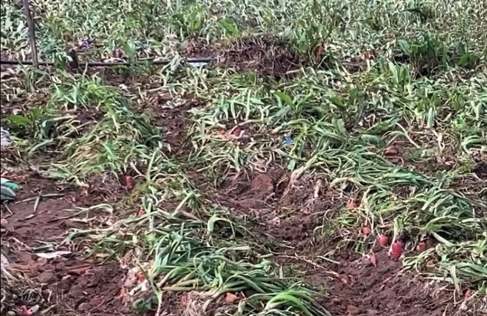 නුවරඑළියේ ගංවතුරෙන් එළවළු වගාවට දැඩි හානි