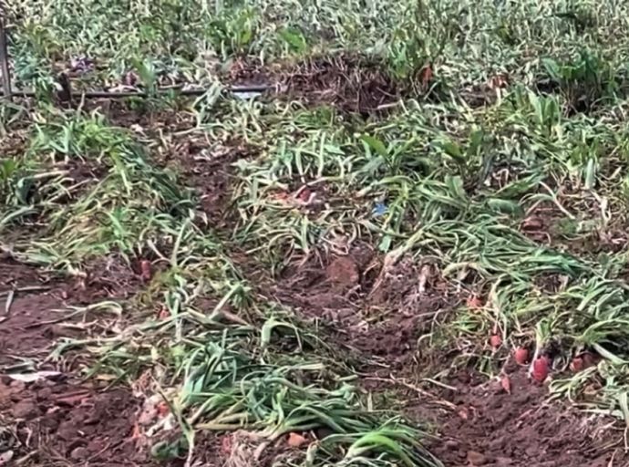 නුවරඑළියේ ගංවතුරෙන් එළවළු වගාවට දැඩි හානි