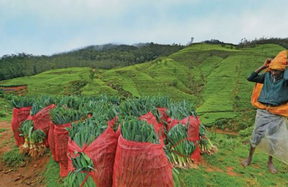 ‘‘නුවරඑළිය දිස්ත්‍රික්කයේ එළවළු සැපයුමේ හිඟයක් නැහැ‘‘ - කෘෂි නිලධාරීන්