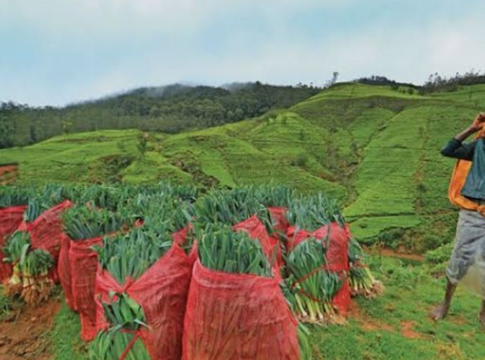 ‘‘නුවරඑළිය දිස්ත්‍රික්කයේ එළවළු සැපයුමේ හිඟයක් නැහැ‘‘ - කෘෂි නිලධාරීන්