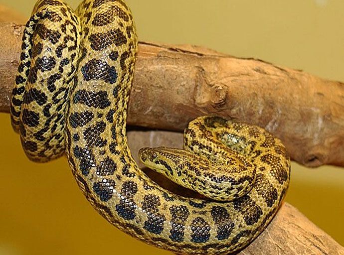 කහ ඇනකොන්ඩා පැටවා දෙහිවල සත්වෝද්‍යානයේ සිට අතුරුදන්