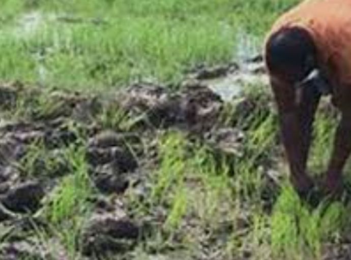 වැනසුණු වී ගොවිතැනට හොඳම විකල්පය මෙන්න