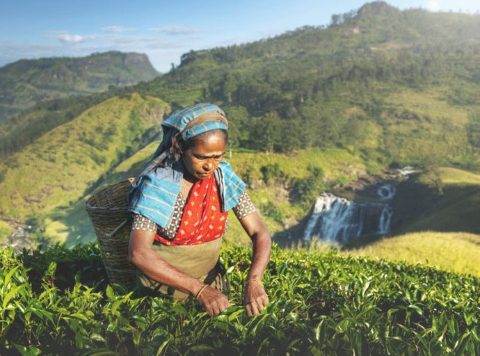 ඩිට්වා (Ditwah) සුළි කුණාටුවෙන් පසු ශ්‍රී ලංකා තේ කර්මාන්තය යළි හිස ඔසවයි