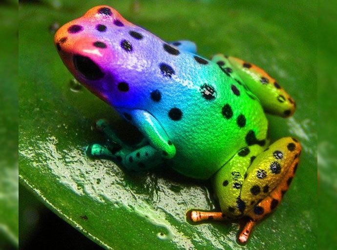 පනින්න සැරසෙන උන්නැහැ කෙනෙක්...