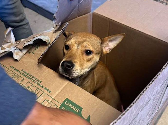  මහ මඟ අසරණ වීමෙන් පෙන්සිල්වේනියාව කැළඹූ ටැන්ගී