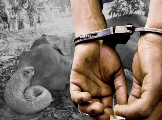 සීප්පුකුලමේ අන්ධ අලියාට ගිනි තැබීමේ සිද්ධියට 3ක් අල්ලයි