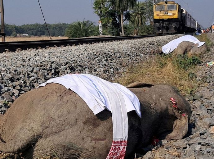 අලි අට දෙනෙකුට මරු කැඳවූ ඉන්දියාවේ දුම්රිය අනතුර