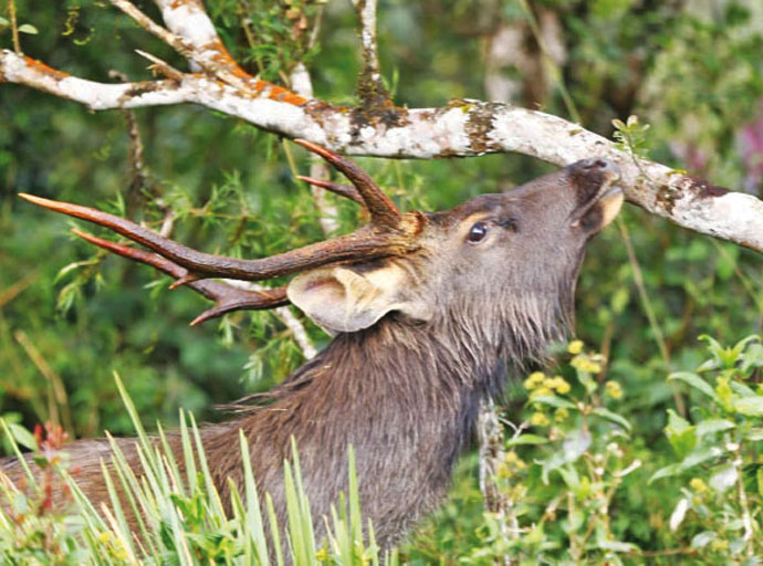 වනාන්තර - අපට අහිමි කර ගත නොහැකි ජීවනාලිය