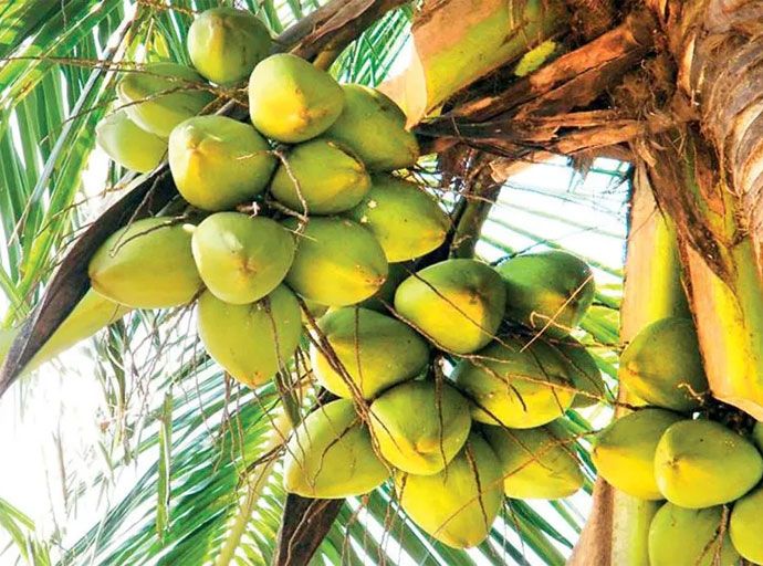 පොල් අපනයන ආදායම අමෙරිකානු ඩොලර් බිලියනය පනී