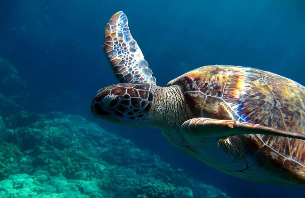 සාගරය සහ සාගර ජීවීන් ආරක්ෂා කිරීමේ 'BBNJ' ගිවිසුම බලාත්මක කෙරේ