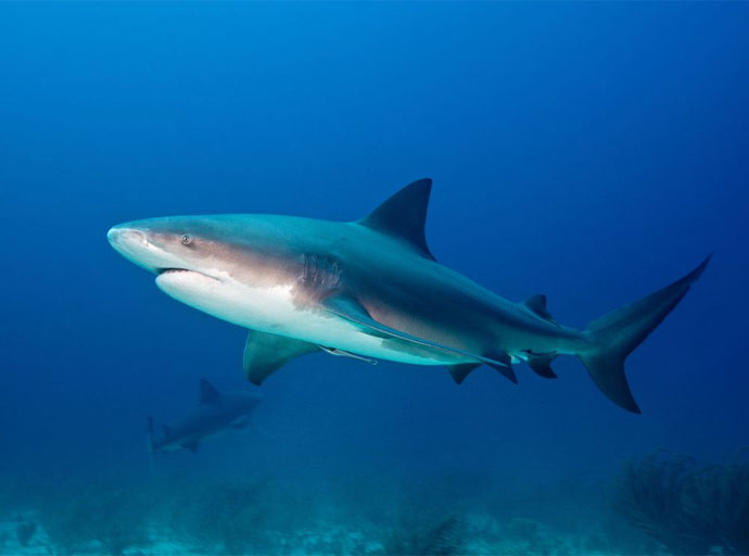 සිඩ්නි නුවර මෝර ප්‍රහාර ඉහළ යයි