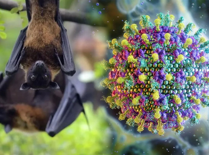 නිපා වෛරසය (Nipah virus) යනු කුමක් ද, එය පැතිරෙන්නේ කෙසේ ද?