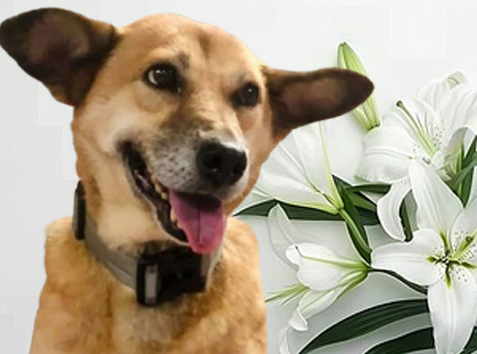 වෙද සිසු කැලට ප්‍රේමෙනා දිවියම පිදූ හාමිනා | නිසංසලා උදයාංගනී