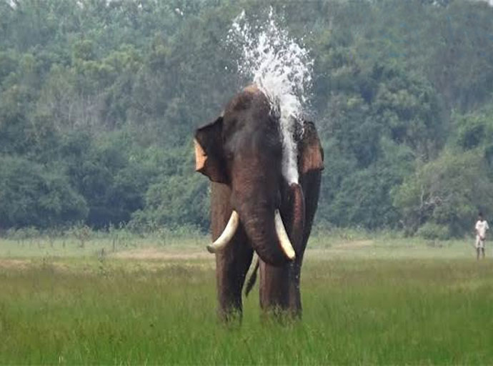 අග්බෝ ඇතා සොයා විශේෂ හමුදා කණ්ඩායමක්!