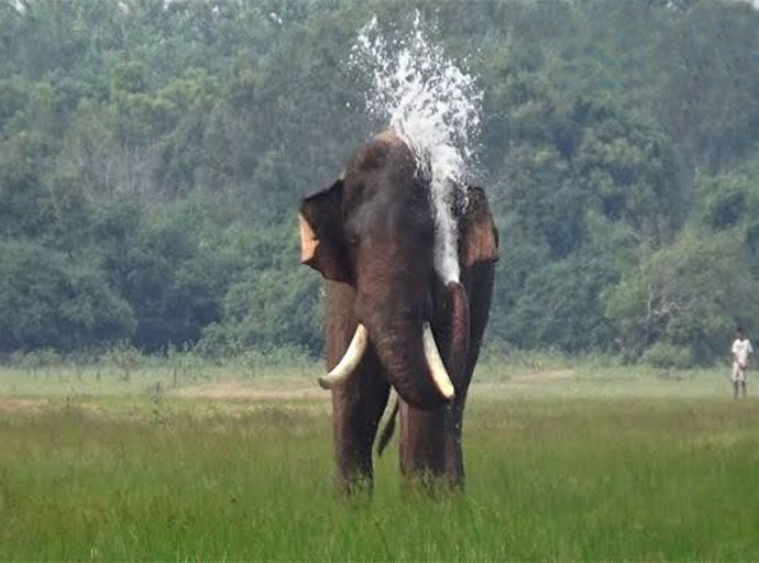අග්බෝ ඇතා සොයා විශේෂ හමුදා කණ්ඩායමක්!