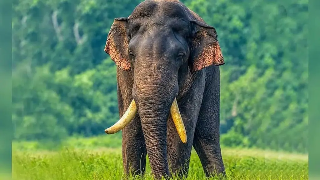  " අග්බෝ " නාච්චාදූව වැව් රක්ෂිතයේදී හමුවෙයි!