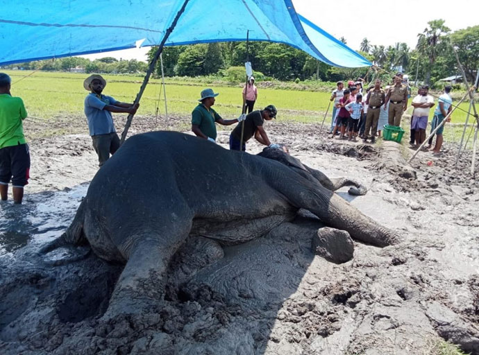 සමන්තුරේ රෝගාතුර වූ වන අලියා බේරාගැනීමේ ප්‍රතිකාර අඛණ්ඩව