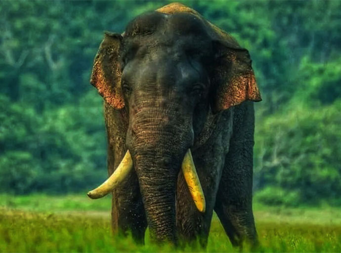 ඇතුන් 13 දෙනෙකුගේ ආරක්ෂාවට හමුදා අනුඛණ්ඩ යොදවයි