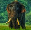 ඇතුන් 13 දෙනෙකුගේ ආරක්ෂාවට හමුදා අනුඛණ්ඩ යොදවයි