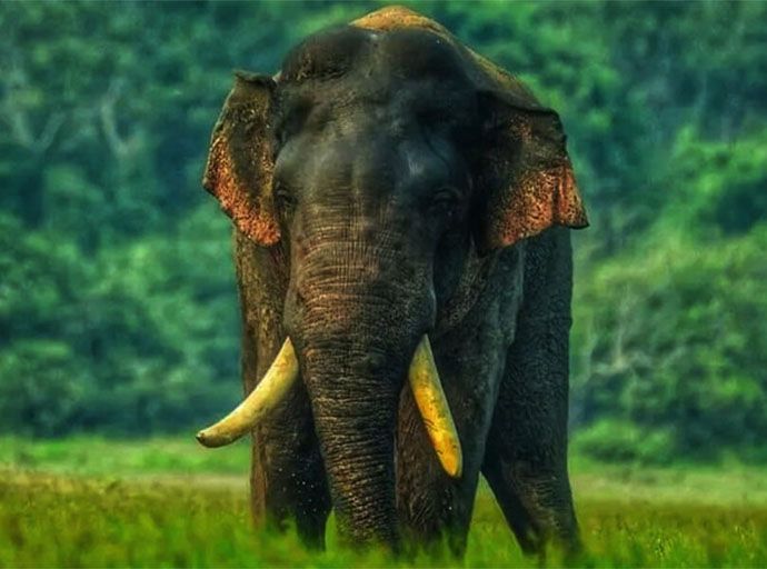 ඇතුන් 13 දෙනෙකුගේ ආරක්ෂාවට හමුදා අනුඛණ්ඩ යොදවයි