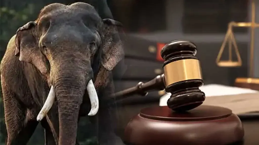 කාවන්තිස්ස ඇතාට වෙඩි තැබූ සිද්ධිය:සැකකරුවන් යළි රිමාන්ඩ්; වාර්තා කැඳවීමට අධිකරණයෙන් නියෝග 