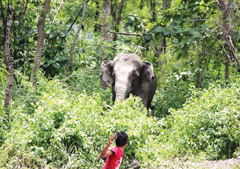 හම්බන්තොට අලි මිනිස් ගැටුම විසඳීමත් : ෆේල් නොවෙන්න කියවන්න !