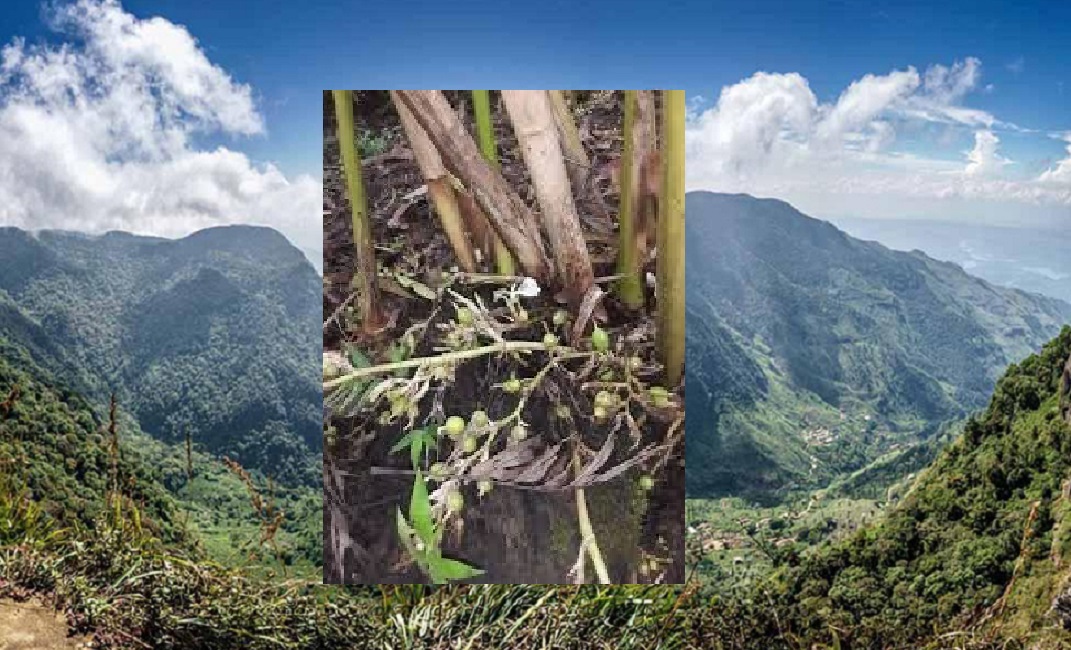 නකල්ස් රක්ෂිතටත් සෞභාග්‍ය ළඟාවෙයි : එනසාල් වවන්න අවසරයි !  