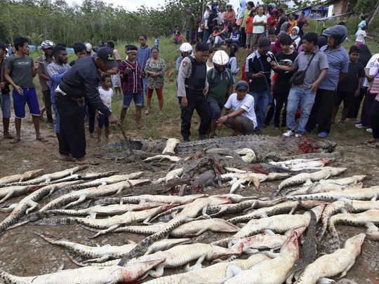 636673256356013435 CROC2AP Indonesia Crocodiles Slaughtered 101530347