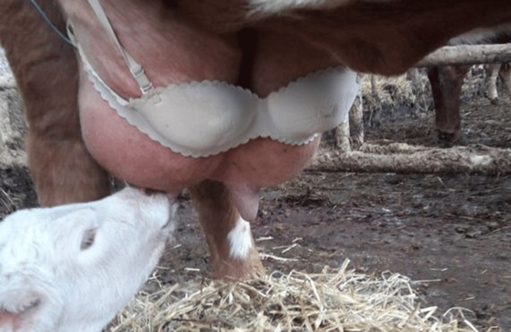 එළදෙනුන්ටත් තනපටක්