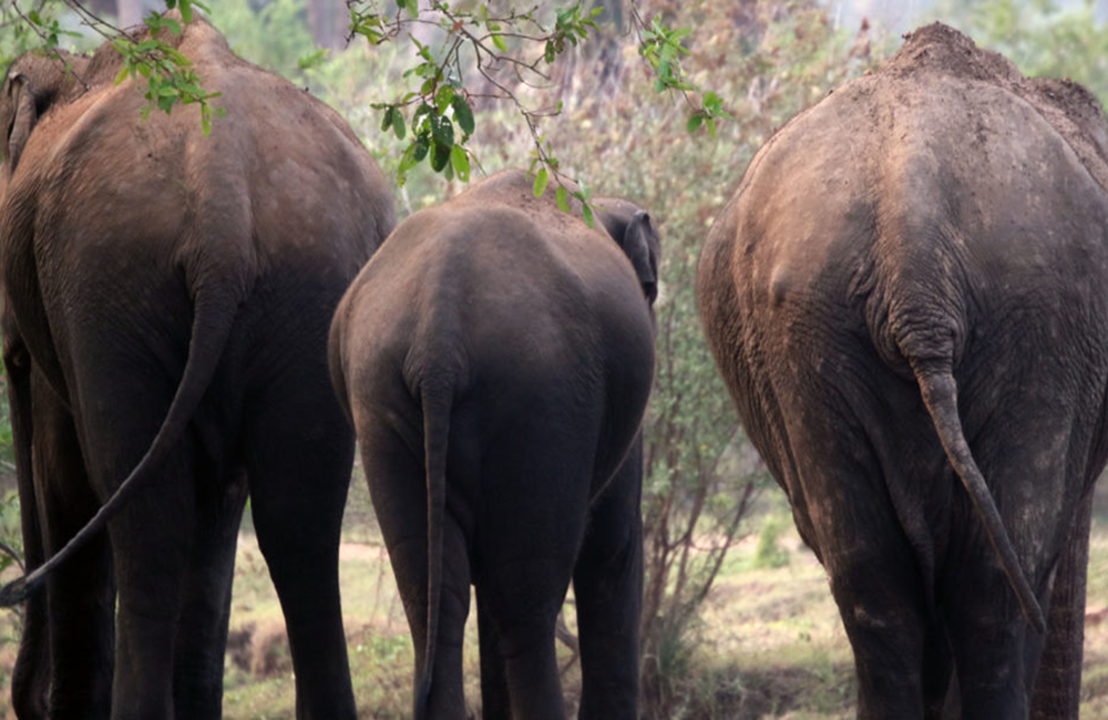 පුංචි ජන්දයෙන් පසුව අලි ඇතුන් පුජාවක්