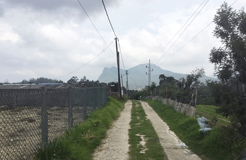 වන ගහණය වැඩි කරන නරි වාරං මැද : කටුමාන කැලෑවටත් කෙළවයි