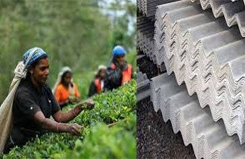 තේ අර්බුදයට හේතුවූ ඇස්බැස්ටෝස් තහනම ඉවතට !