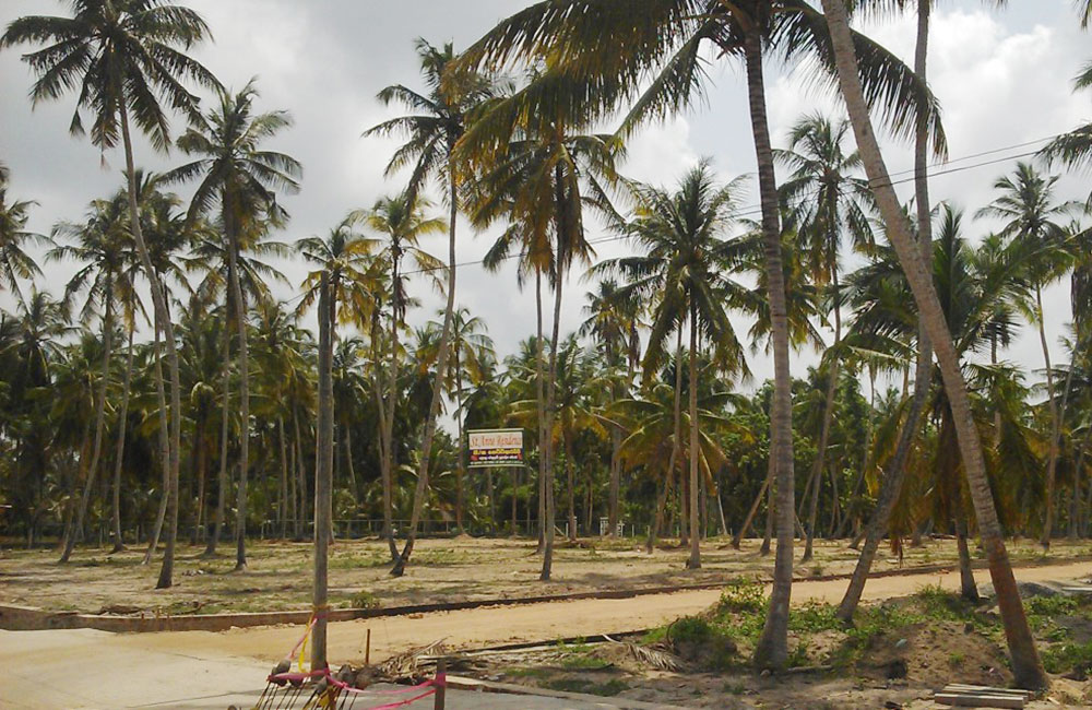 ජනපති නියෝගයට පිටින් වයඹ පොල් ඉඩම් කට්ටි කරලා !