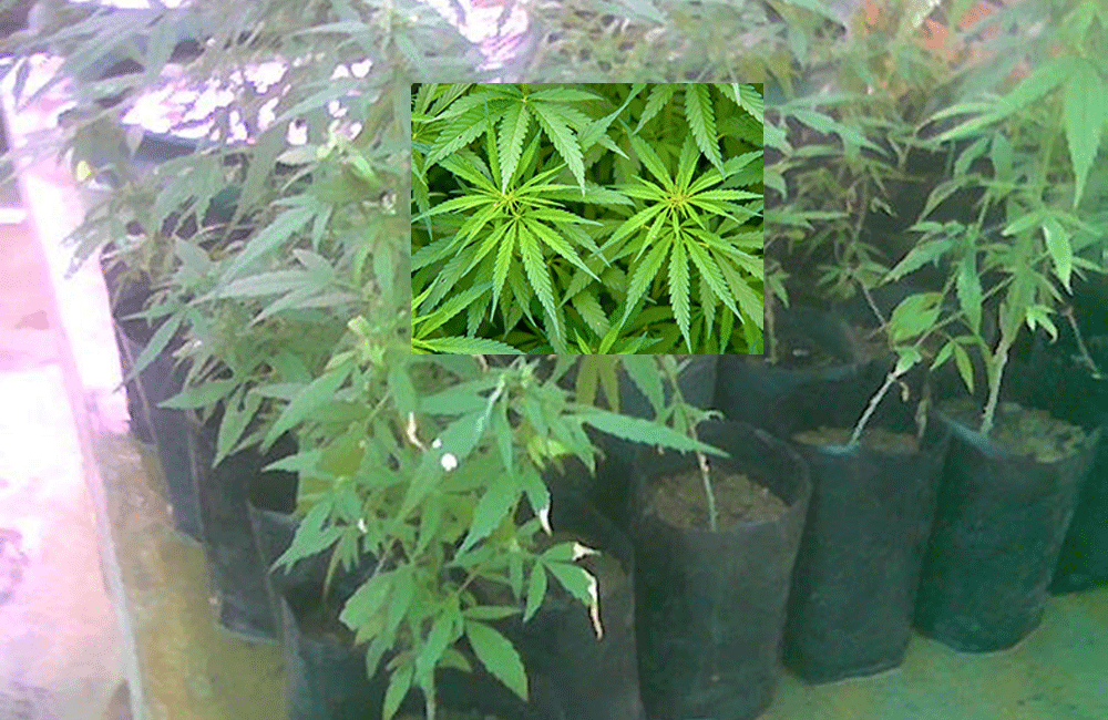 වවනවා නම් කංසත් : නියම භෝගයක්