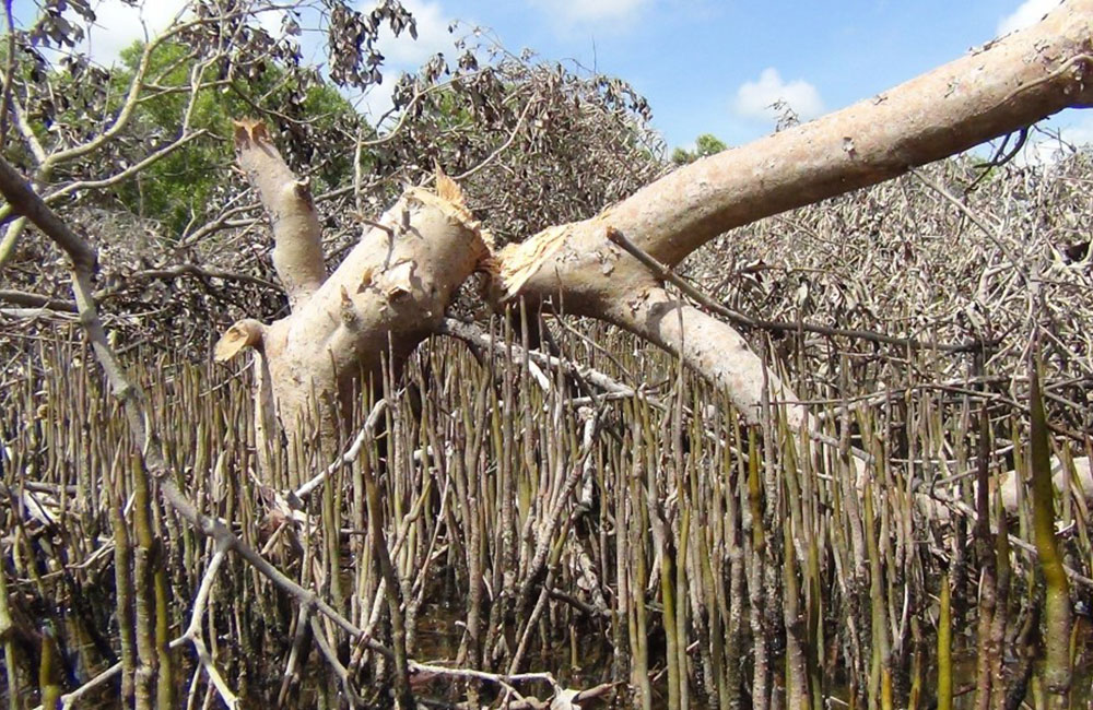 කඩොලාන කැපිල්ලෙන් පුත්තලම කාන්තාරකරණයට !