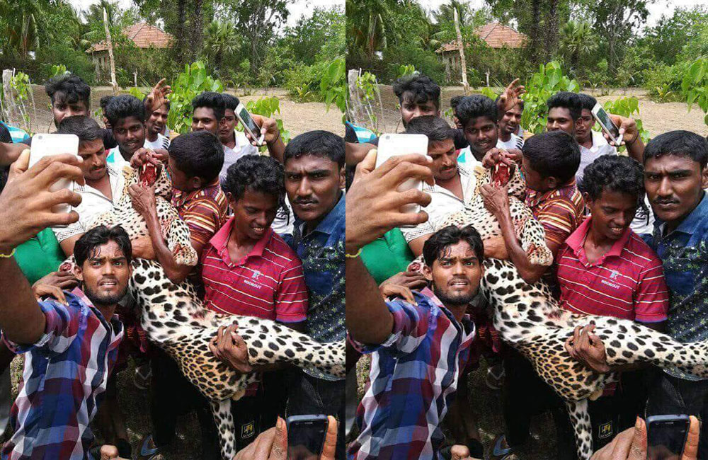 කොටියා මැරූ දෙදෙනෙක් අත්අඩංගුවේ !