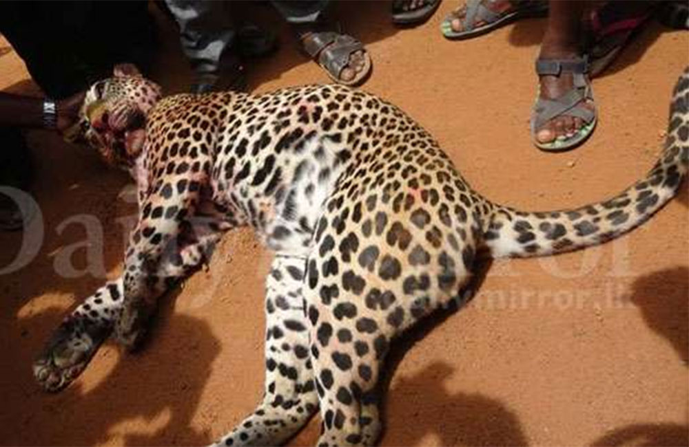 දිවියා මැරූ අයට වැඩ වරදින හැඩ !