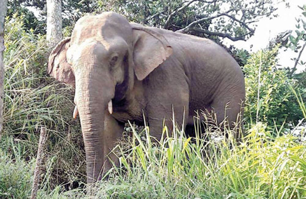 සිංහරාජ වනය ලෝක උරුම ලැයිස්තුවෙන් ඉවතට !