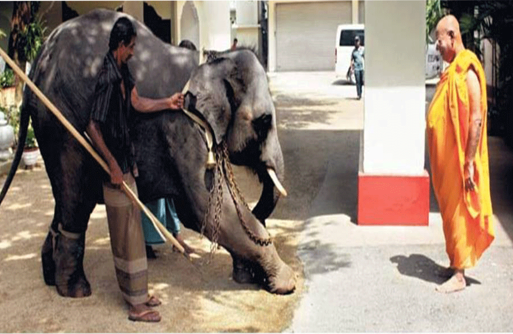 ආහාර ලබා දෙමින් සිටියදී ඇතා බෙල්ලන්විල හිමියන් &quot;අල්ලා ගෙන&quot; ; ආදාහන කටයුතු 08 දා
