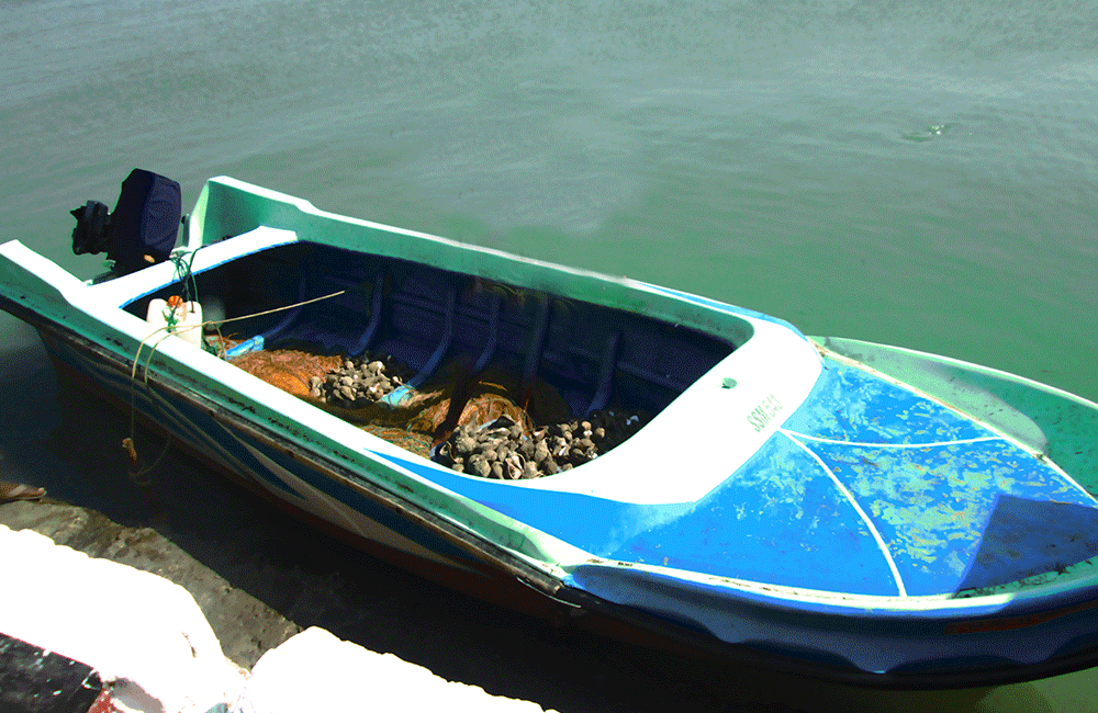 හක්බෙල්ලන් 775 ක් සමඟ පුද්ගලයෙකු  අත්අඩංගුවට